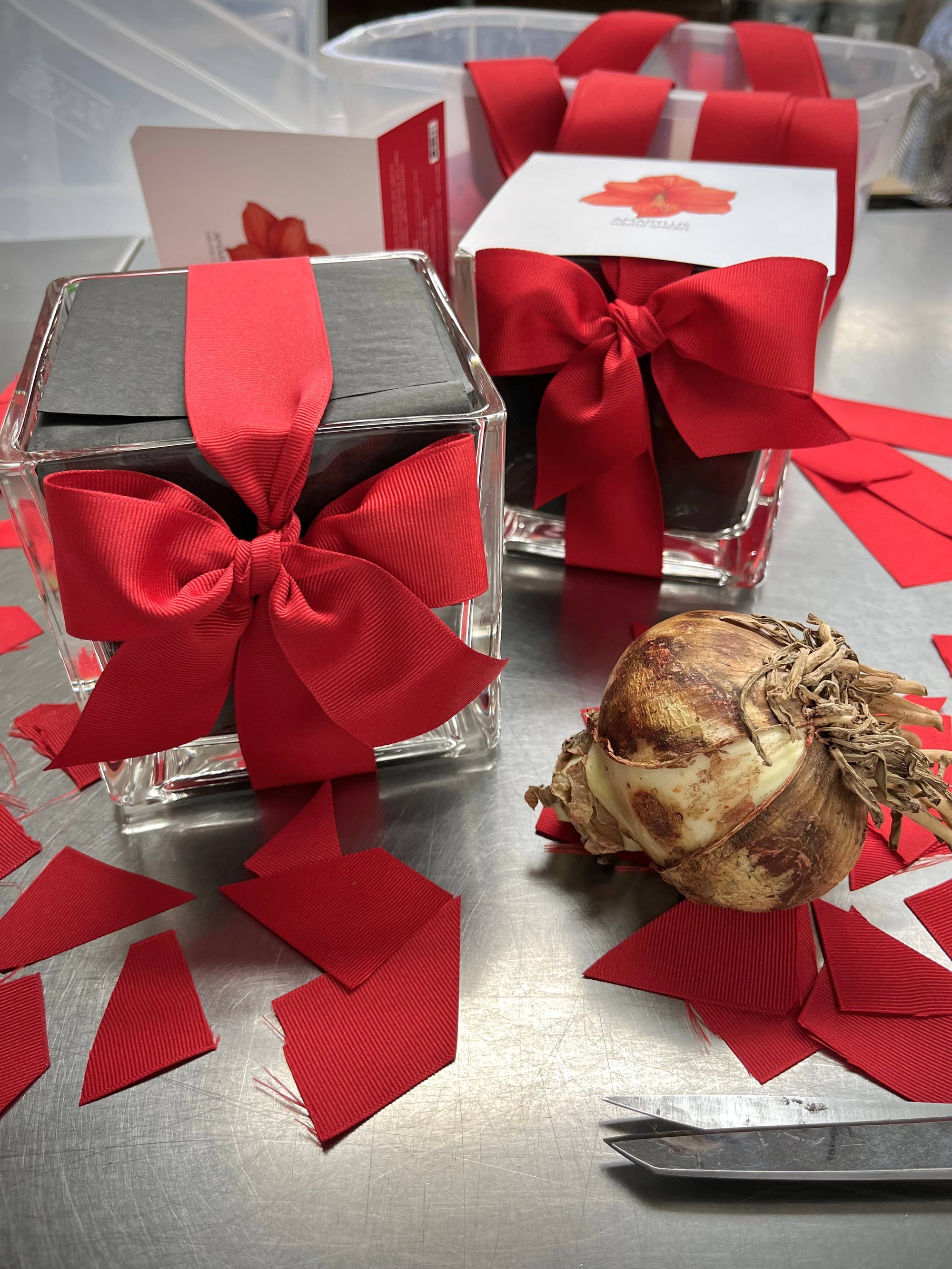 Amaryllis Winter Garden