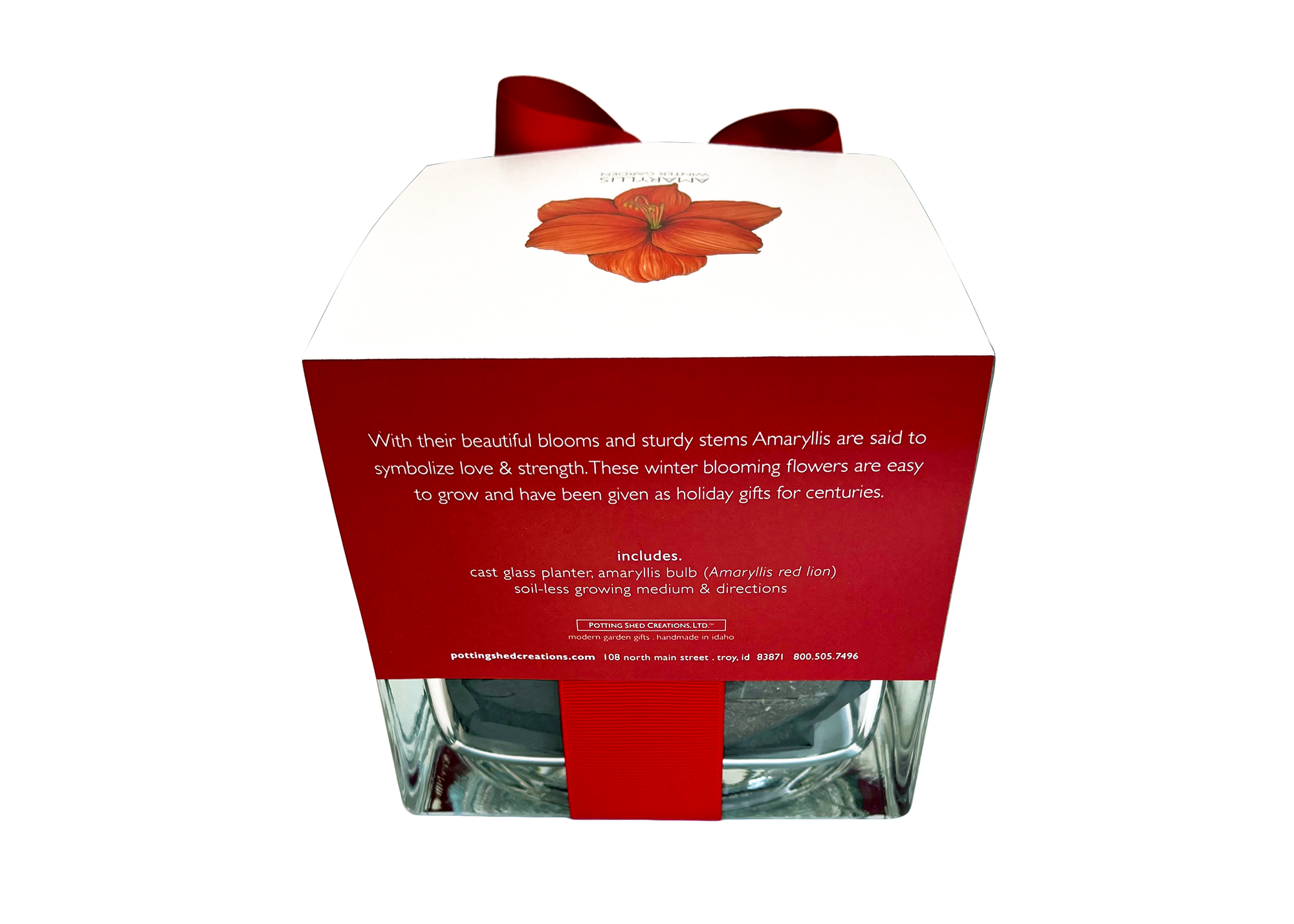 Amaryllis Winter Garden