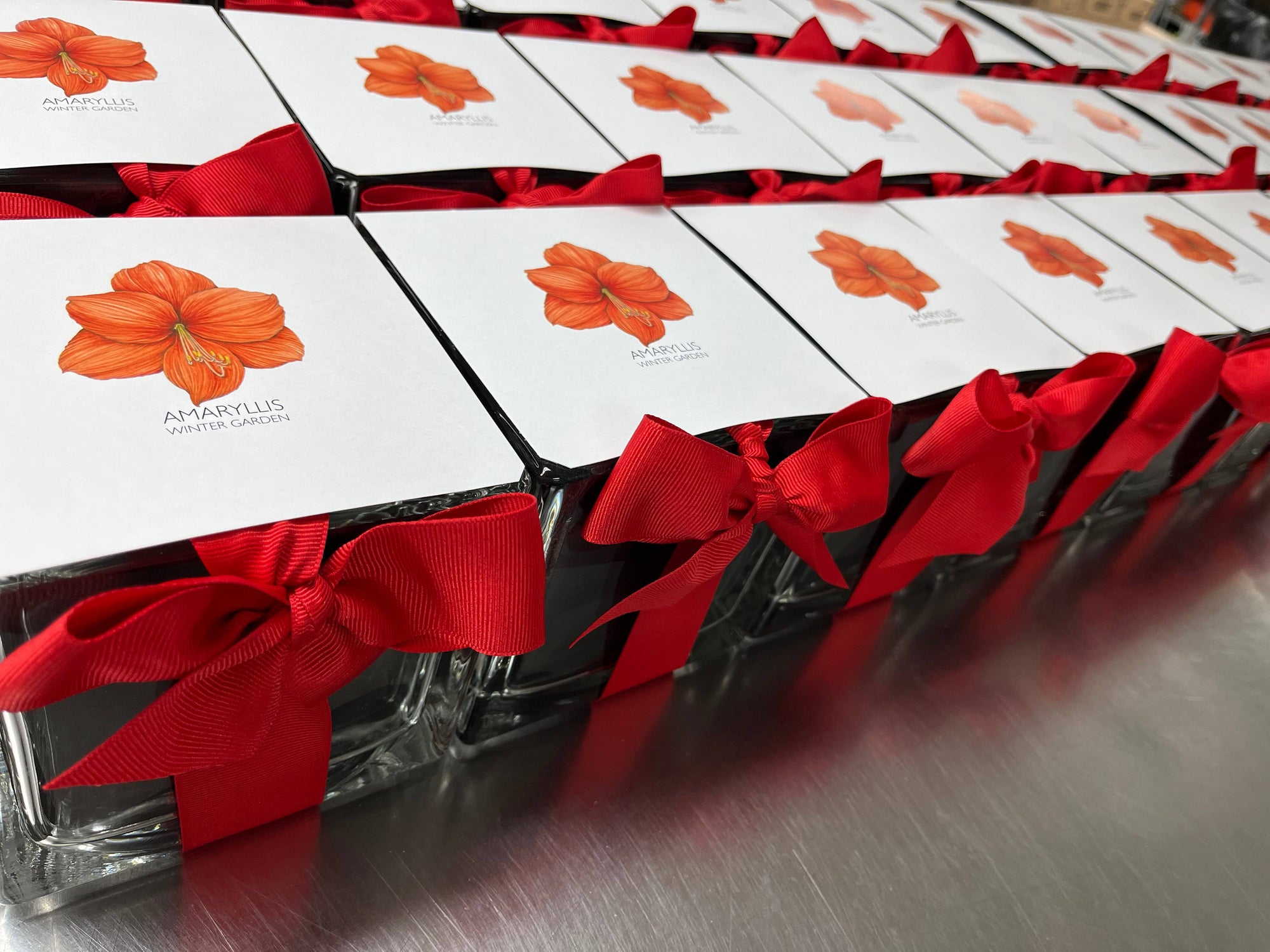 Amaryllis Winter Garden