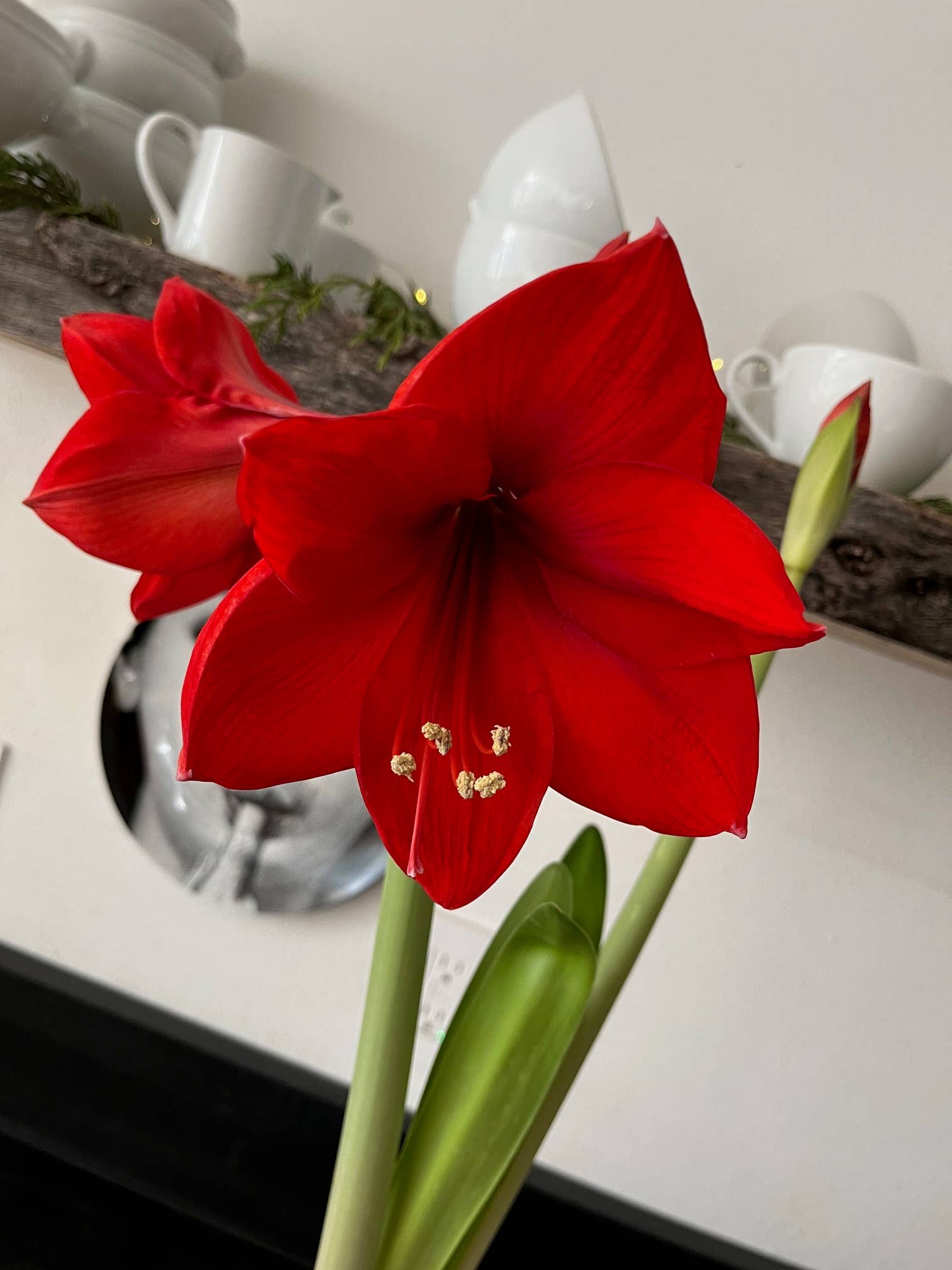 Amaryllis Winter Garden