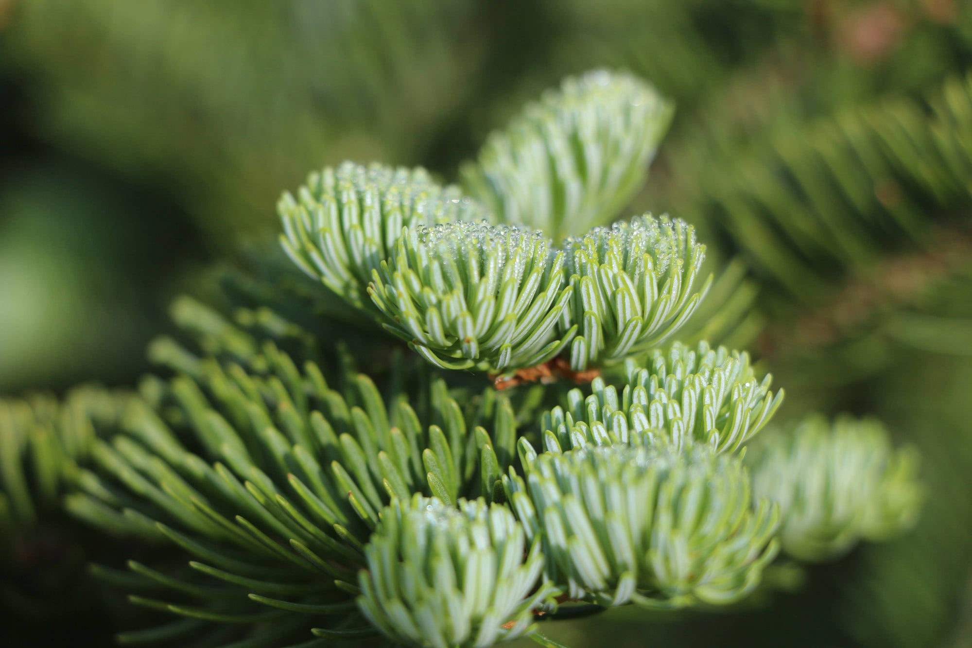 Living Christmas Tree | Seed Grow Kit: Balsam Fir