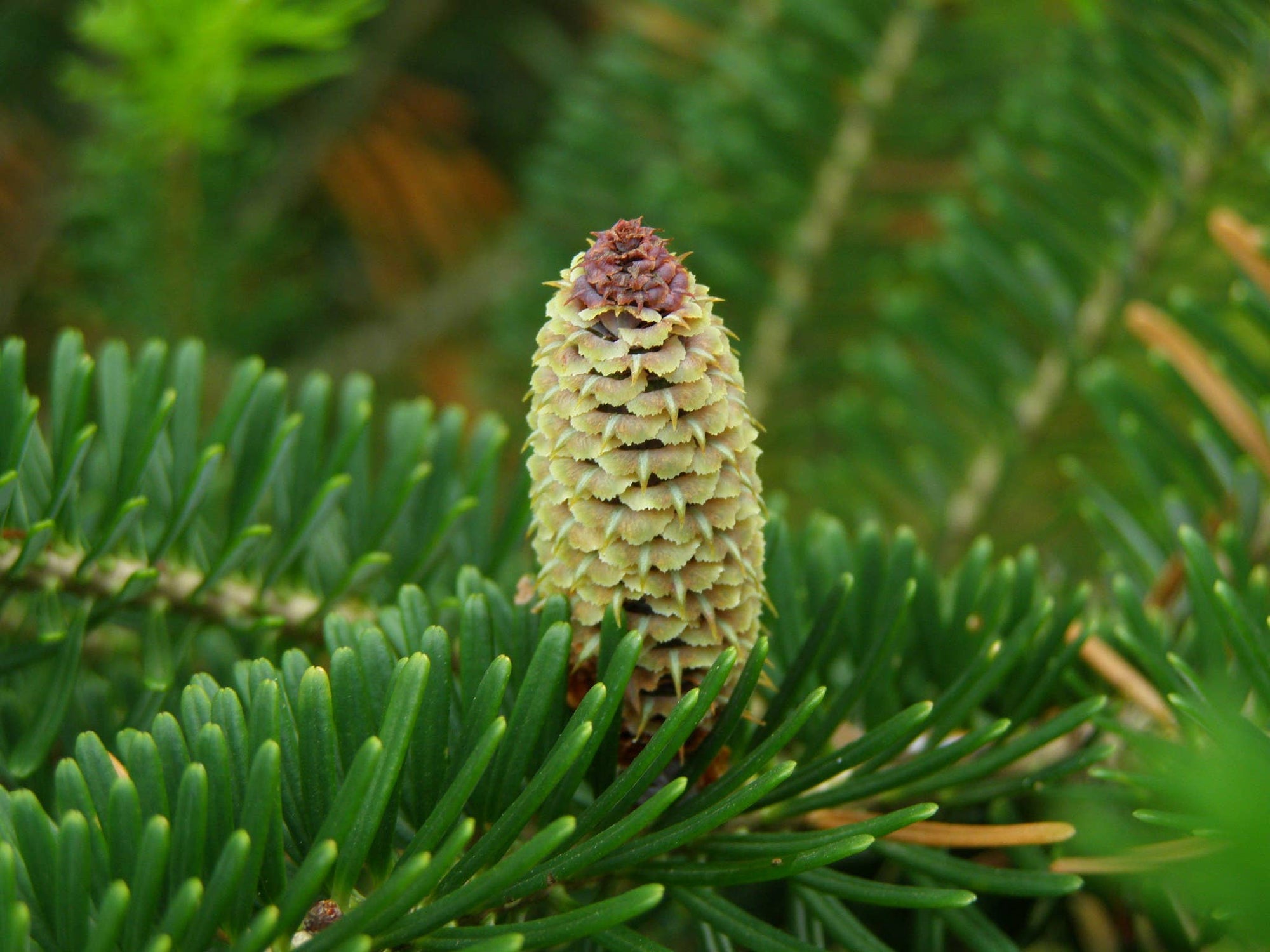 Living Christmas Tree | Seed Grow Kit: Balsam Fir