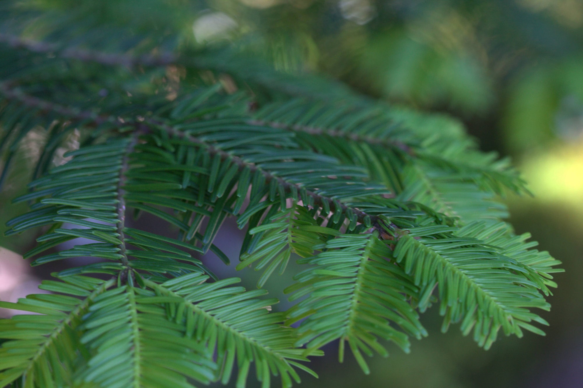 Living Christmas Tree | Seed Grow Kit: Balsam Fir