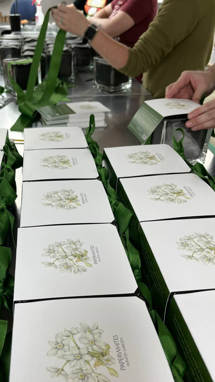 Paperwhites Winter Garden