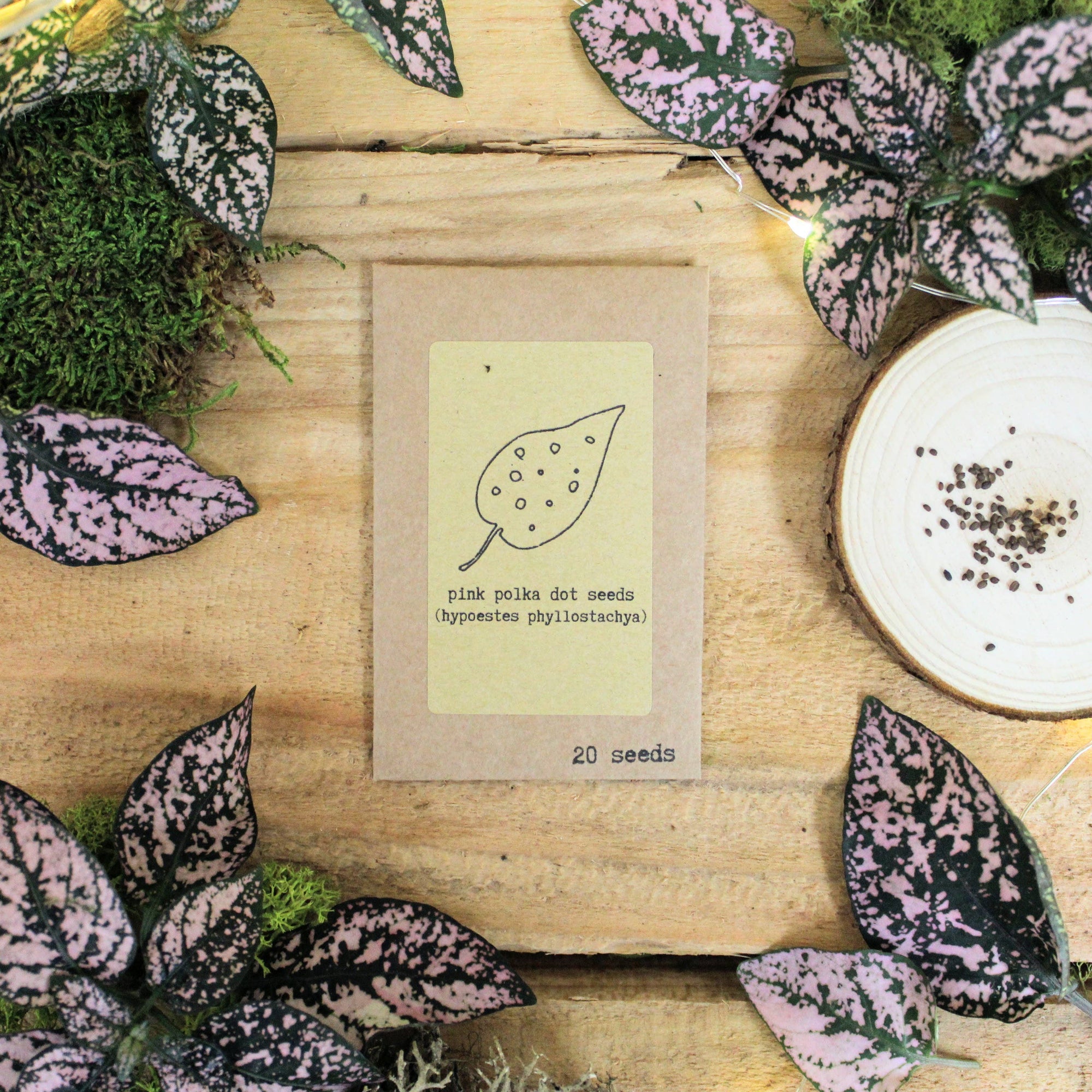 plant seed kits Grow a Polka Dot Plant Seed Kit: Pink Polka Dot