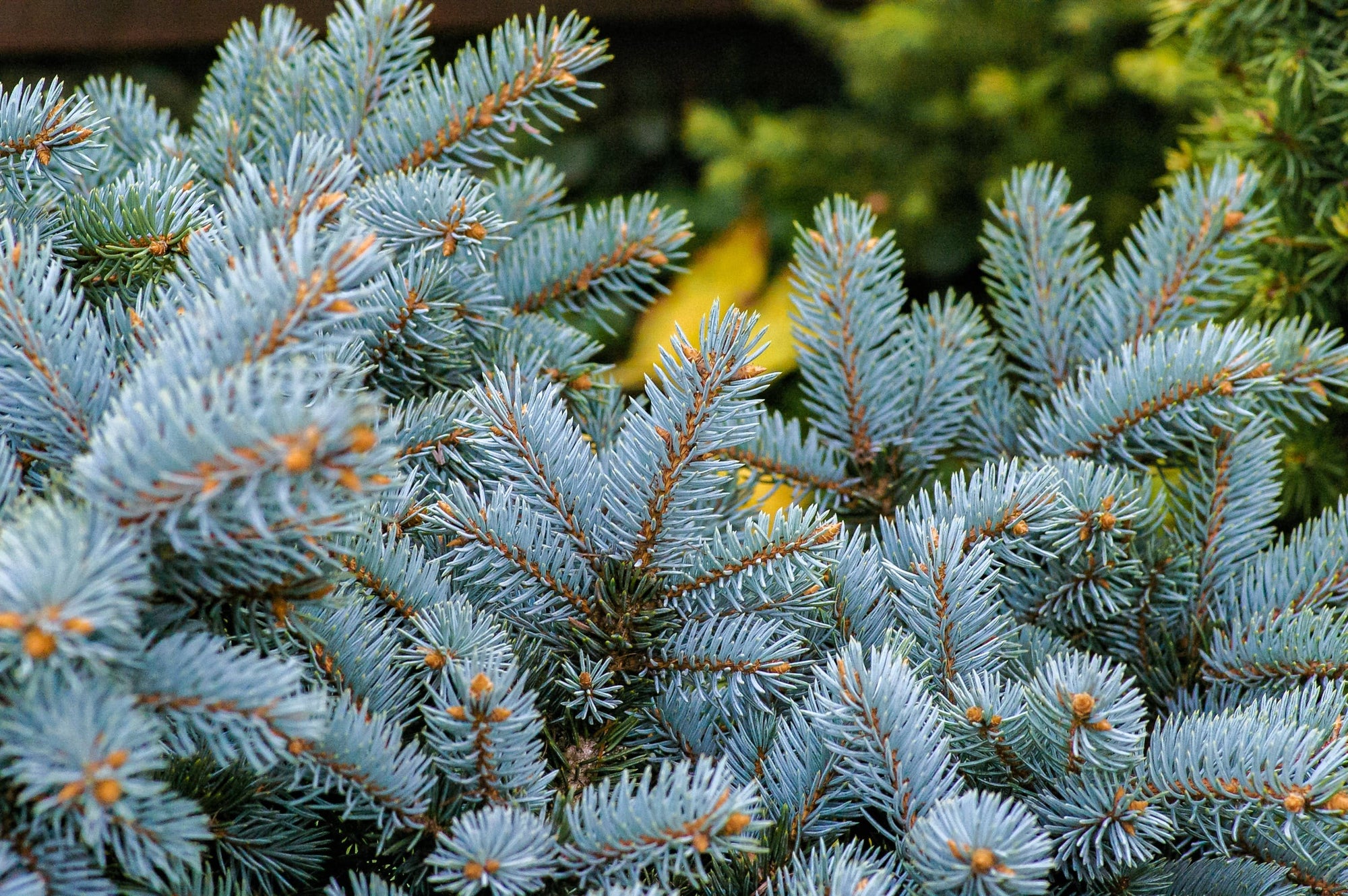 Living Christmas Tree | Seed Grow Kit: Balsam Fir
