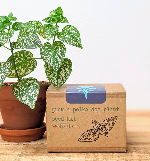 pink polka dot plant seeds Grow a Polka Dot Plant Seed Kit: Pink Polka Dot