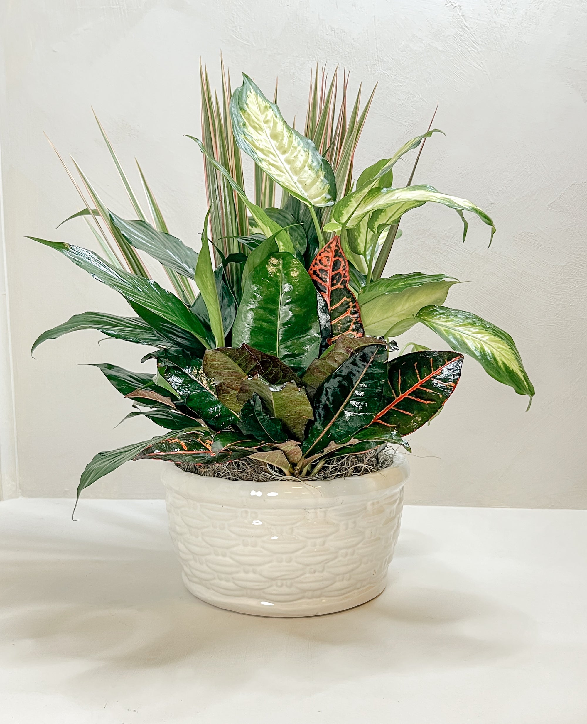 Medium Dish Garden