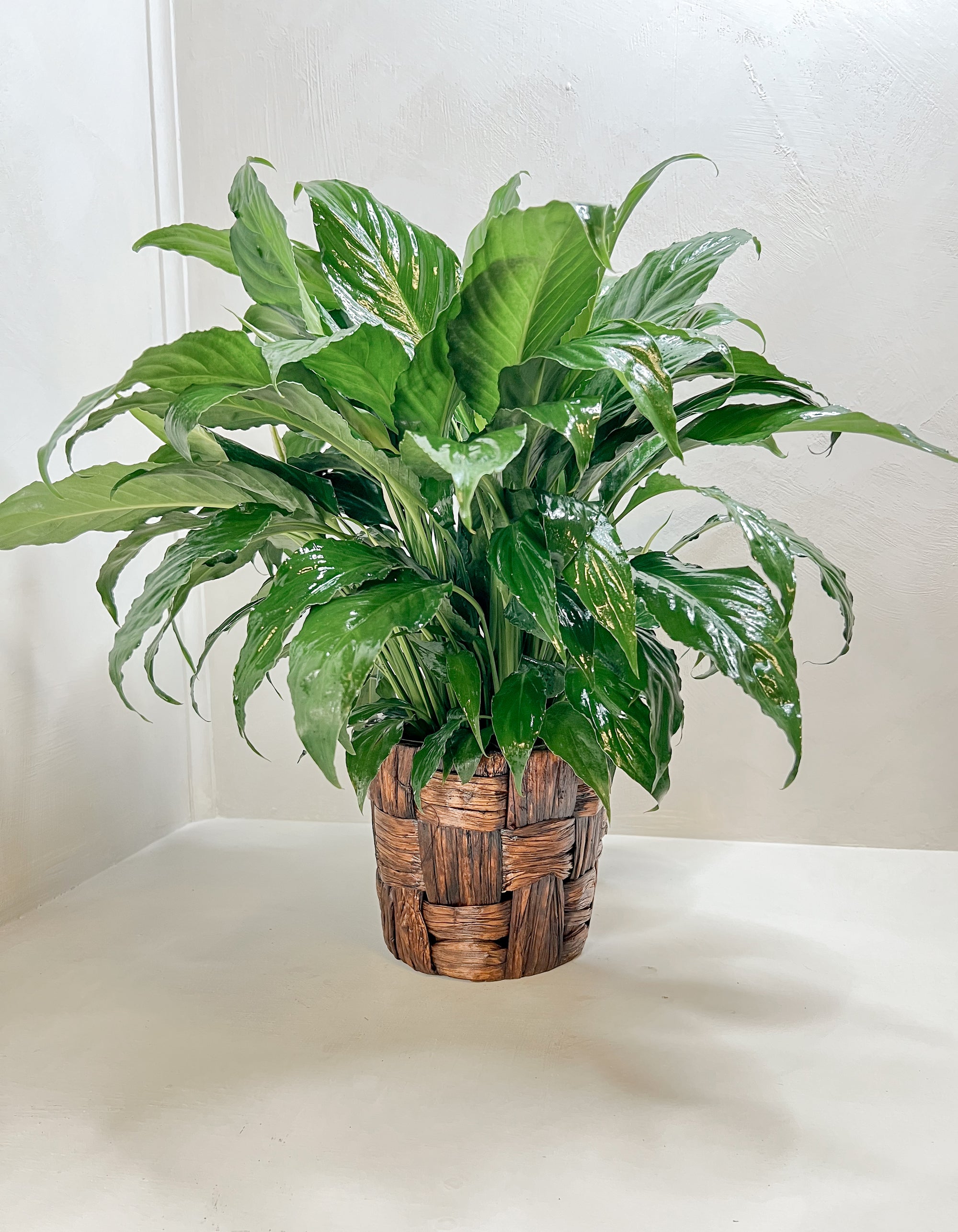 Medium Peace Lily