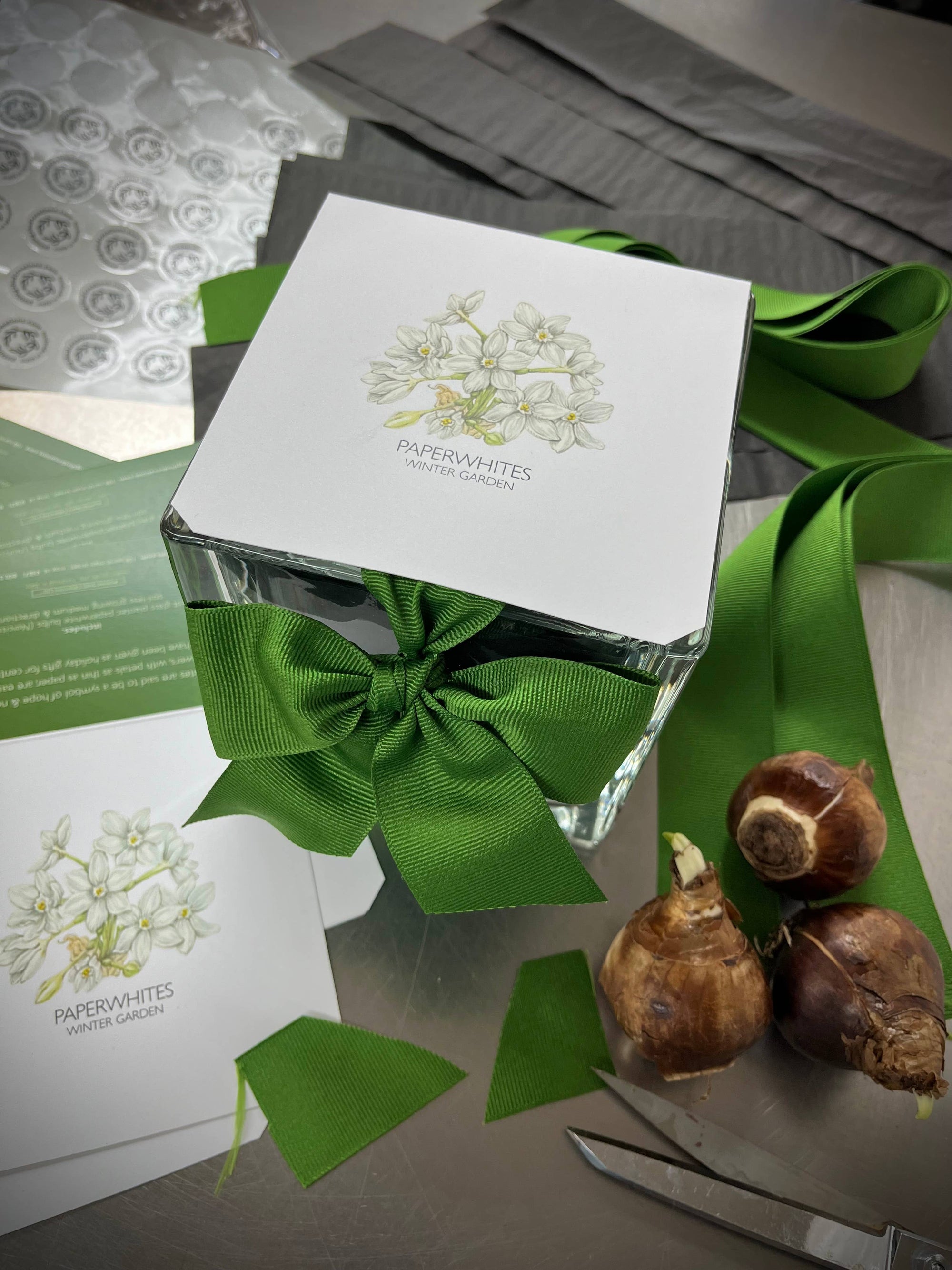 Amaryllis Winter Garden