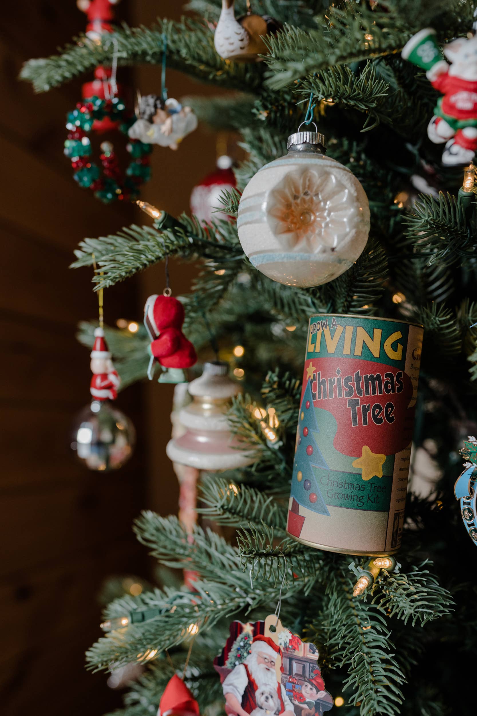 Living Christmas Tree | Seed Grow Kit: Balsam Fir