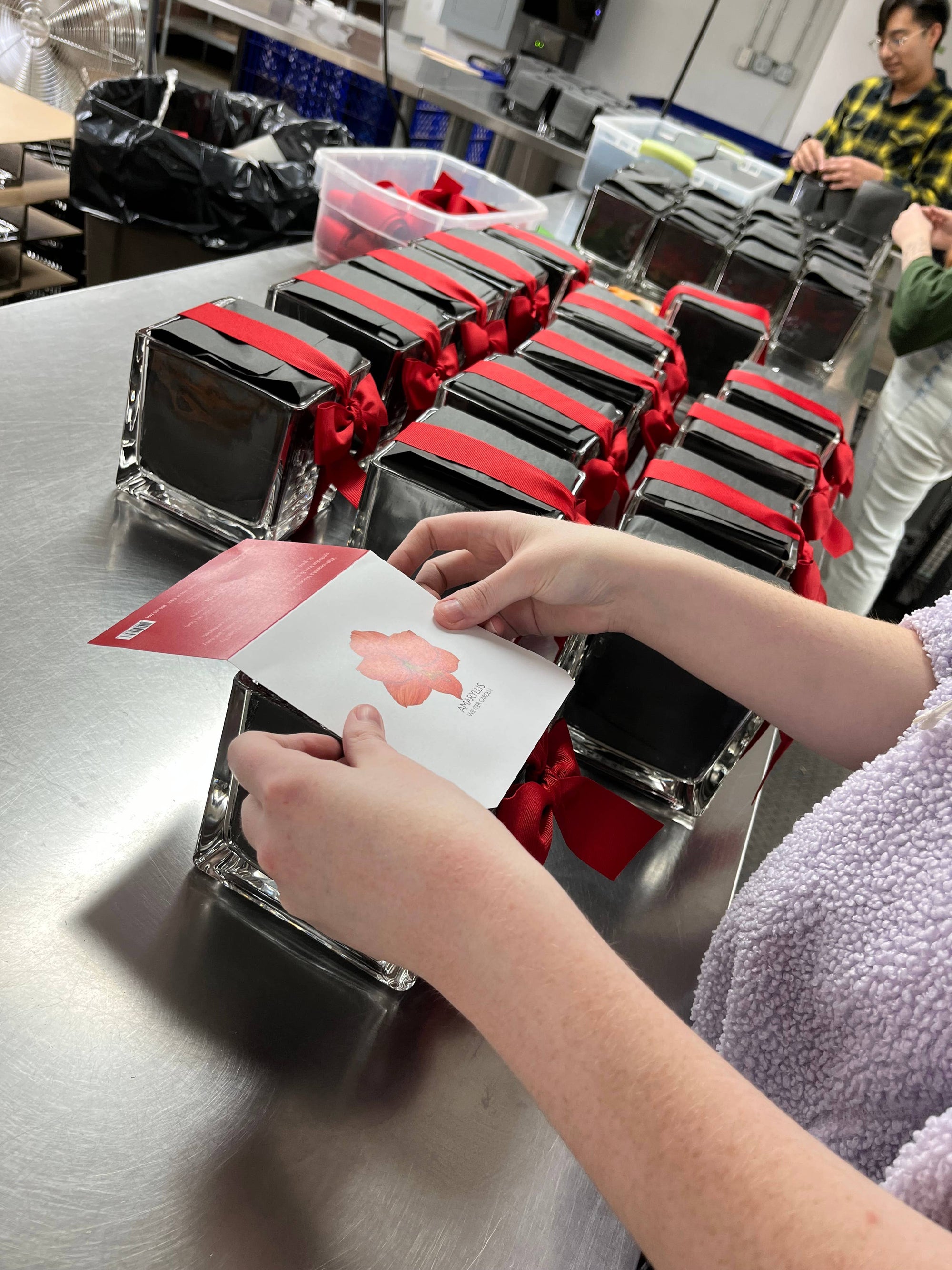 Amaryllis Winter Garden