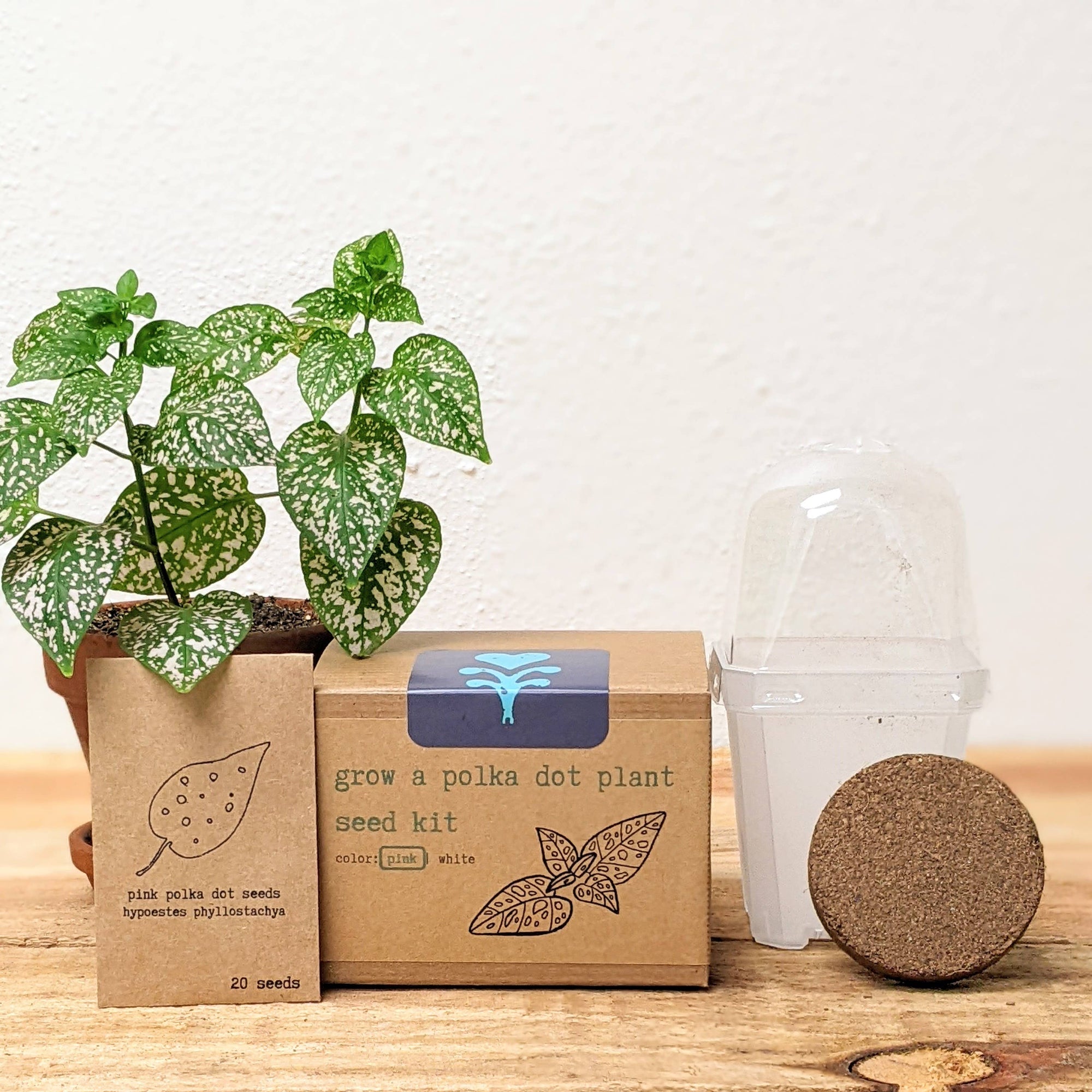 plant seed box Grow a Polka Dot Plant Seed Kit: Pink Polka Dot